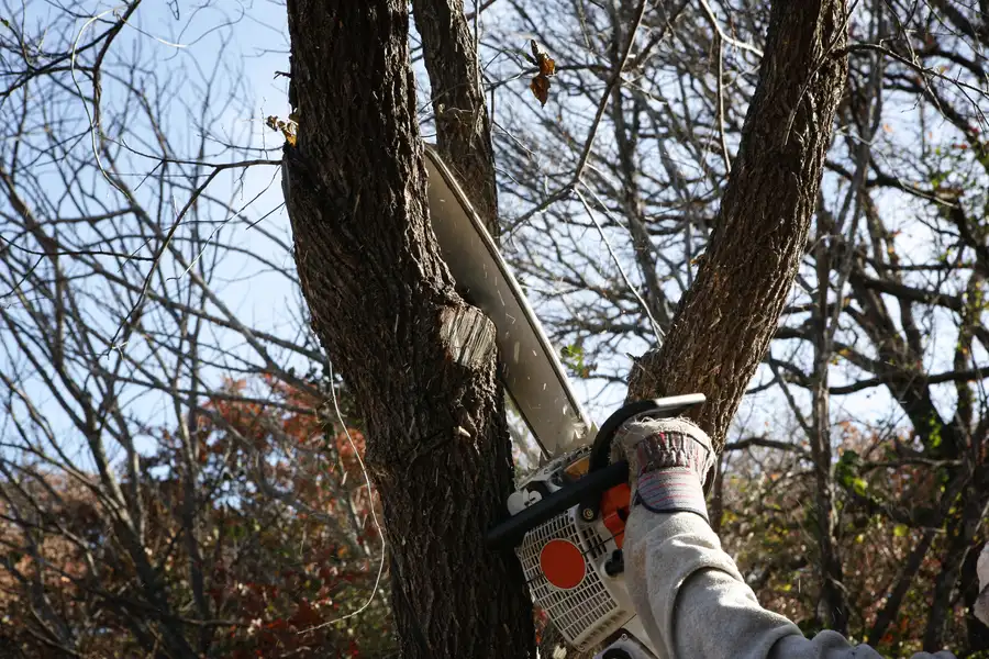 How Tree Removal Helps Prevent Structural Damage Kansas City, KS How Tree Removal Helps Prevent Structural Damage Kansas City, KS
