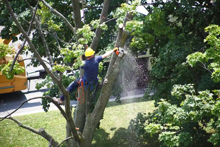 How Tree Removal Helps Prevent Structural Damage in Kansas City, KS How Tree Removal Helps Prevent Structural Damage in Kansas City, KS