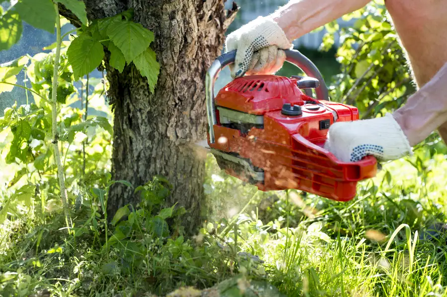Preparing Your Property For Professional Tree Removal in Kansas City, KS Preparing Your Property For Professional Tree Removal in Kansas City, KS