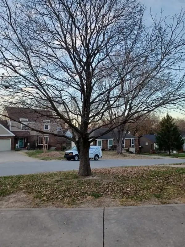 Reliable Local Tree Service Reliable Local Tree Service