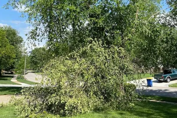 Tree Removal Service Tree Removal Service